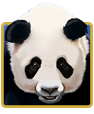 IGT Slots 100 Pandas For Money